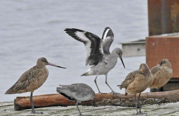 willet-with-wings-raised-washington-october