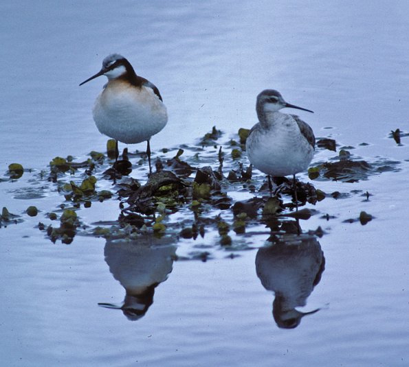 wilson-s-phalaropes-in-juneau