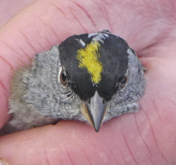 Golden-crowned-Sparrow