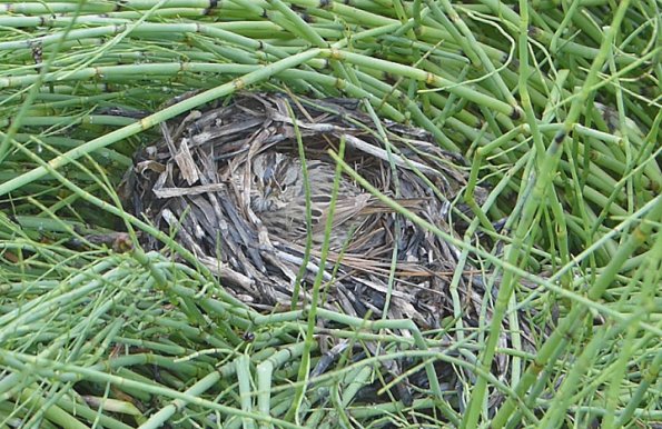 Lincoln-s-Sparrow-on-nest