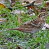 Rustic-Bunting-side-view
