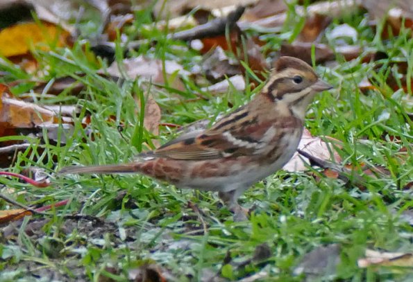 Rustic-Bunting-side-view