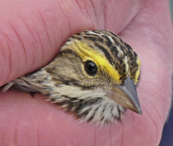 Savannah-Sparrow-2-