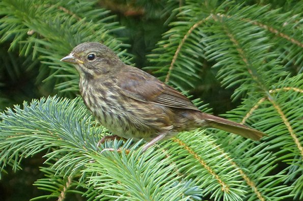 Song-Sparrow-juvenile-July-15-2015
