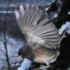 dark-eyed-junco-in-flight-2