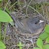 dark-eyed-junco-incubating-eggs-juneau