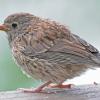 dark-eyed-junco-juvenile