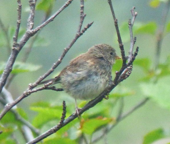 dark-eyed-junco-juvenile_1406858968