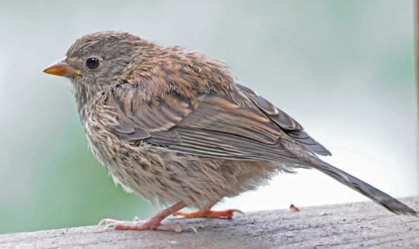 dark-eyed-junco-juvenile