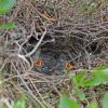 dark-eyed-junco-nest-with-young-oregon-subs