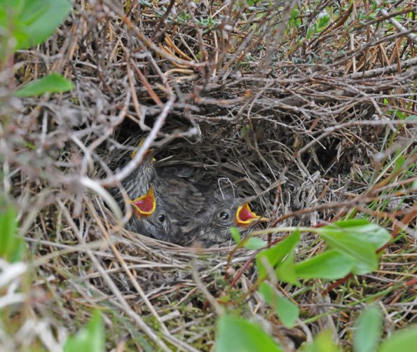 dark-eyed-junco-nest-with-young-oregon-subs