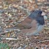 dark-eyed-junco-oregon-at-12-fps