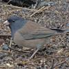 dark-eyed-junco-oregon-subspecies-juneau