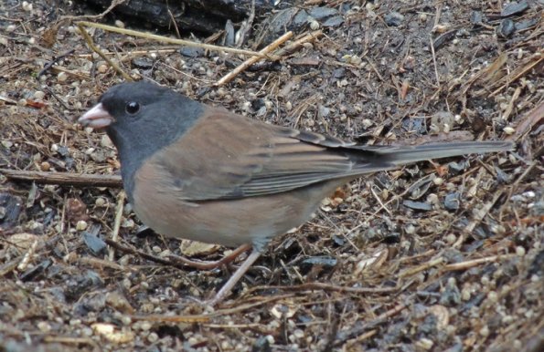 dark-eyed-junco-oregon-subspecies-juneau