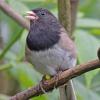 dark-eyed-junco-oregon-subspecies-male-singing