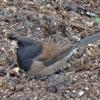 dark-eyed-junco-oregon-subspecies