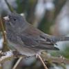 dark-eyed-junco-slate-colored-subspecies