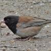 dark-eyed-junco-with-damselfly