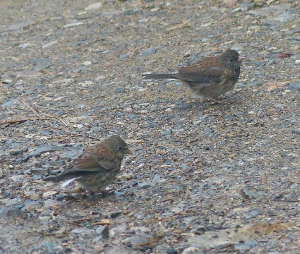 dark-eyed-juncos-juveniles