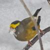 evening-grosbeak-male-eating-snow-juneau
