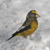 evening-grosbeak-male-juneau-november-27-2011