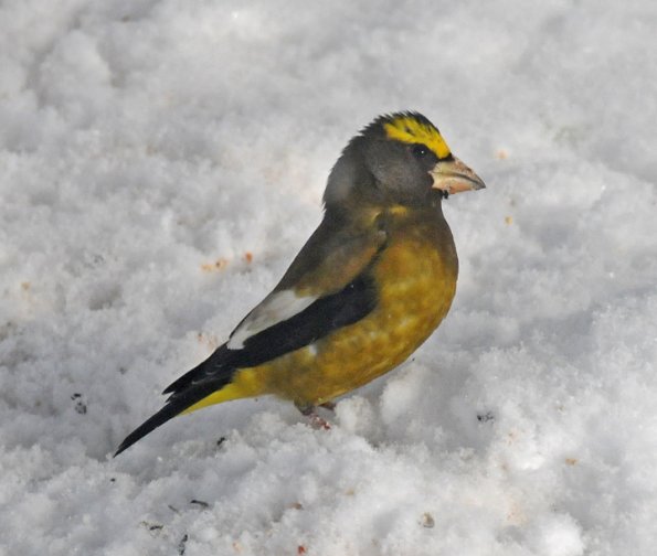 evening-grosbeak-male-juneau-november-27-2011