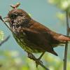 fox-sparrow-adult-singing-1