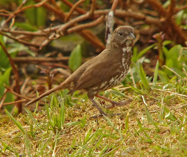 fox-sparrow-alpine-above-tram-may-30