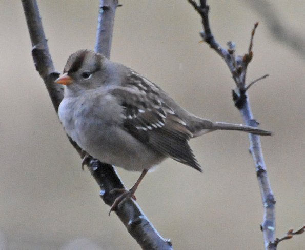 golden-crowned-sparrow-first-winter