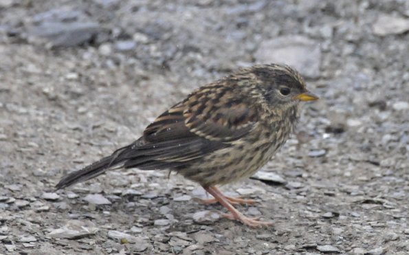 golden-crowned-sparrow-juvenile-alpine-above-juneau