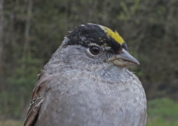 golden-crowned-sparrow-profile