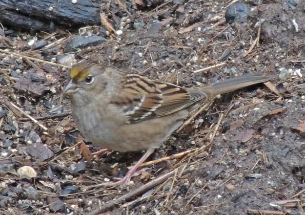 golden-crowned-sparrow-september-juneau