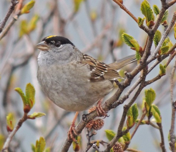 golden-crowned-sparrow-singing-in-the-alpine