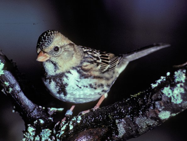 harris-s-sparrow-immature