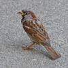house-sparrow-adult-male-july-22