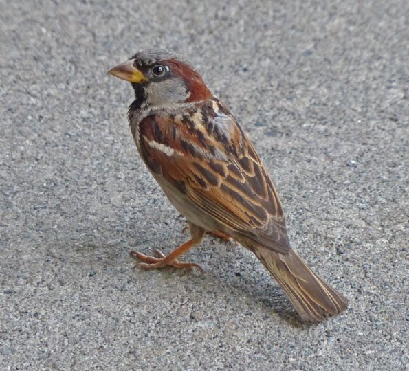 house-sparrow-adult-male-july-22