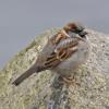house-sparrow-adult-male-nonbreeding