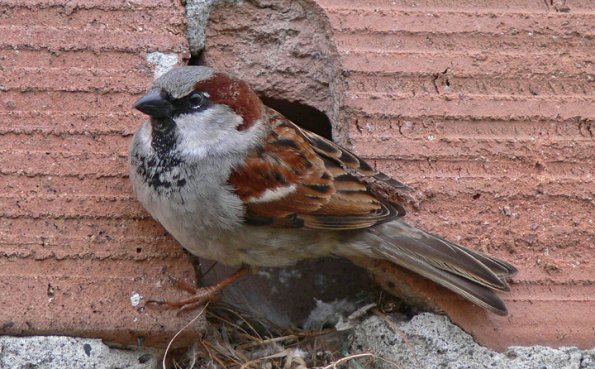 house-sparrow-adult-male