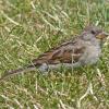 house-sparrow-female