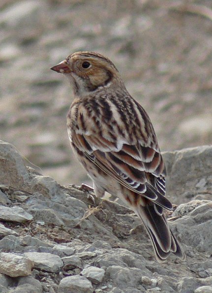 lapland-longspur-1