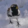 lapland-longspur-breeding-male