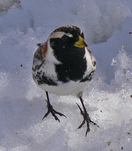 lapland-longspur-breeding-male