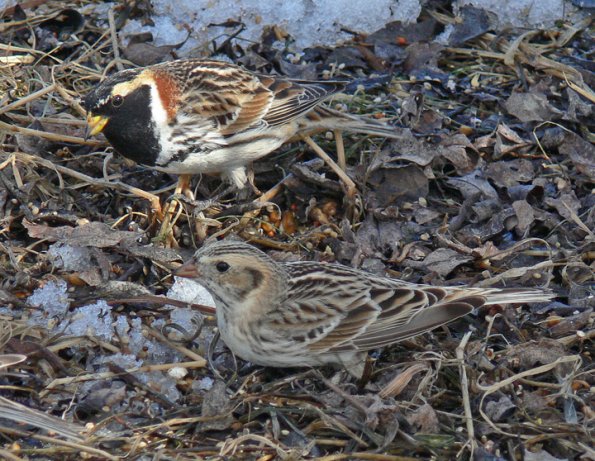 lapland-longspurs-male-above-and-female