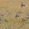 lapland-longspurs-mendenhall-wetlands