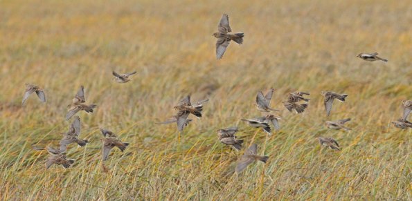 lapland-longspurs-mendenhall-wetlands
