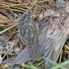 lincoln-s-sparrow-juvenile-with-maggot-from-salmon-carcass