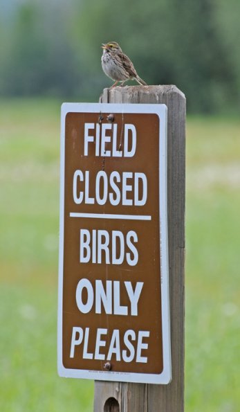 savannah-sparrow-at-creamers-field