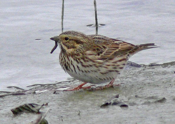 savannah-sparrow-eating-caddisfly-larva