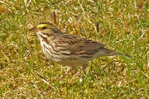 savannah-sparrow-gustavus