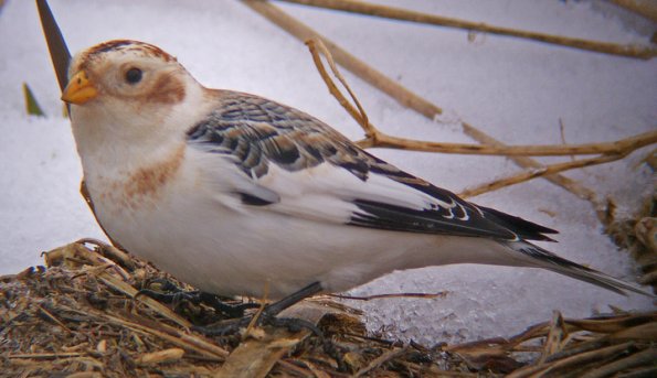 snow-bunting-winter